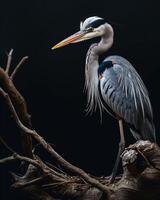 Great Blue Heron bird standing on the rooted in studio isolated on black background photo