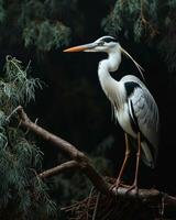 Cocoi Heron bird standing on the rooted in studio isolated on black background photo