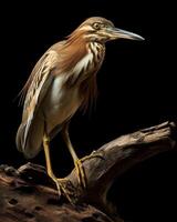 Indian Pond Heron bird standing on the rooted in studio isolated on black background photo