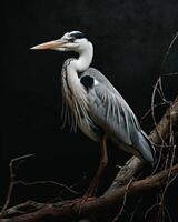 Grey Heron bird standing on the rooted in studio isolated on black background photo