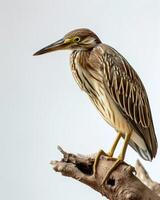 Indian Pond Heron bird standing on the rooted in studio isolated on white background photo