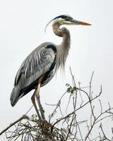 Great Blue Heron bird standing on the rooted in studio isolated on white background photo