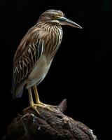 Indian Pond Heron bird standing on the rooted in studio isolated on black background photo