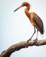 Red Heron bird standing on the rooted in studio, isolated on white background photo