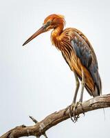 Red Heron bird standing on the rooted in studio, isolated on white background photo