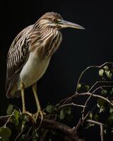 Indian Pond Heron bird standing on the rooted in studio isolated on black background photo