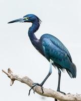 Little blue heron bird standing on the rooted in studio isolated on white background photo