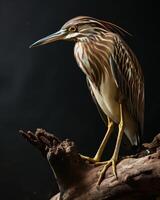 Indian Pond Heron bird standing on the rooted in studio isolated on black background photo