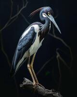 Tricolored Heron bird standing on the rooted in studio isolated on black background photo