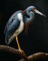 Tricolored Heron bird standing on the rooted in studio isolated on black background photo