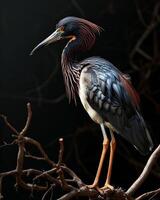 Tricolored Heron bird standing on the rooted in studio isolated on black background photo