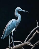 Little Blue Heron bird standing on the rooted in studio isolated on black background photo