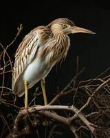 Indian Pond Heron bird standing on the rooted in studio isolated on black background photo