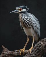 Yellow-crowned Night Heron bird on the rooted in studio isolated on black background photo