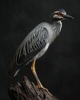 Yellow-crowned Night Heron bird on the rooted in studio isolated on black background photo