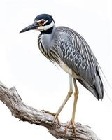 Yellow-crowned Night Heron bird on the rooted in studio isolated on white background photo