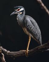 Yellow-crowned Night Heron bird on the rooted in studio isolated on black background photo