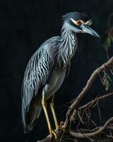Yellow-crowned Night Heron bird on the rooted in studio isolated on black background photo