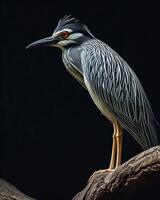 Yellow-crowned Night Heron bird on the rooted in studio isolated on black background photo
