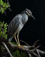 Yellow crowned Night Heron standing on the rooted in studio isolated on black background photo