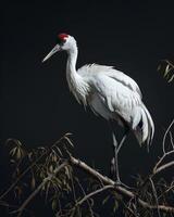 Siberian Crane bird standing on the rooted in studio isolated on black background photo