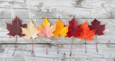 Colorful Autumn Leaves Arranged on Weathered Wooden Surface in Bright Daylight photo