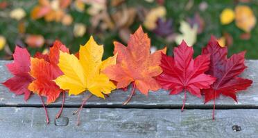 Colorful Autumn Leaves Arranged on Weathered Wooden Surface in Bright Daylight photo