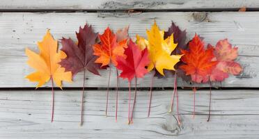 Colorful Autumn Leaves Arranged on Weathered Wooden Surface in Bright Daylight photo