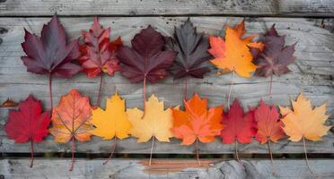 Colorful Autumn Leaves Arranged on Weathered Wooden Surface in Bright Daylight photo