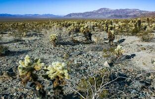 Teddy-bear cholla Cylindropuntia bigelovii - desert landscape, large thickets of prickly pear cactus with tenacious yellowish spines in Joshua Tree NP, California photo