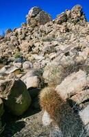 Desert barrel cactus Ferocactus cylindraceus - a cactus with red spines growing in a rock crack in the desert in Joshua Tree National Park, California photo