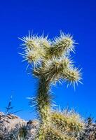 Cylindropuntia bigelovii - cactus shape with long silvery spines with rock desert near Joshua Tree NP photo