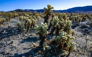 Teddy-bear cholla Cylindropuntia bigelovii - desert landscape, large thickets of prickly pear cactus with tenacious yellowish spines in Joshua Tree NP, California photo