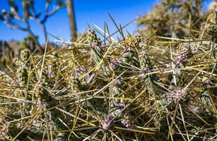 Branched pencil cholla Cylindropuntia ramosissima- segmented stem of a cactus with long spines in a rock desert near Joshua Tree NP, California photo