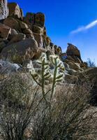 Cylindropuntia bigelovii - cactus shape with long silvery spines with rock desert near Joshua Tree NP photo