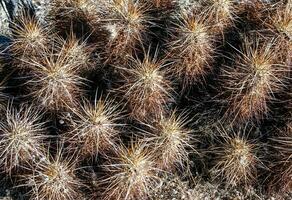 Strawberry hedgehog cactus Echinocereus engelmannii - a group of spiny cacti with long brown spines in Joshua Tree NP, California photo