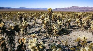 Teddy-bear cholla Cylindropuntia bigelovii - desert landscape, large thickets of prickly pear cactus with tenacious yellowish spines in Joshua Tree NP, California photo