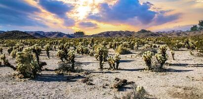 Teddy-bear cholla Cylindropuntia bigelovii - desert landscape, large thickets of prickly pear cactus with tenacious yellowish spines in Joshua Tree NP, California photo