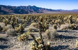 Teddy-bear cholla Cylindropuntia bigelovii - desert landscape, large thickets of prickly pear cactus with tenacious yellowish spines in Joshua Tree NP, California photo