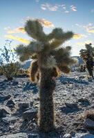 Cylindropuntia bigelovii - cactus shape with long silvery spines with rock desert near Joshua Tree NP photo