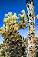 Bry woody core of a dead cactus Teddy-bear cholla Cylindropuntia in the rock desert in Joshua Tree National Park, California photo