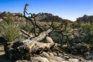 Trunk of a dry dead tree among the rocks in the rock desert in Joshua Tree National Park, California photo