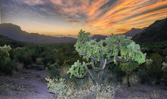 Teddy-bear cholla Cylindropuntia bigelovii - desert landscape, large thickets of prickly pear cactus with tenacious yellowish spines in Joshua Tree NP, California photo