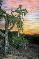 Teddy-bear cholla Cylindropuntia bigelovii - desert landscape, large thickets of prickly pear cactus with tenacious yellowish spines in Joshua Tree NP, California photo
