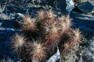 Strawberry hedgehog cactus Echinocereus engelmannii - a group of spiny cacti with long brown spines in Joshua Tree NP, California photo
