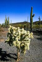 Carnegiea gigantea and Teddy-bear cholla Cylindropuntia bigelovii - desert landscape, large thickets of prickly pear cactus with tenacious yellowish spines in Joshua Tree NP, California photo
