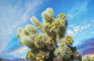 Cylindropuntia bigelovii - cactus shape with long silvery spines with rock desert near Joshua Tree NP photo
