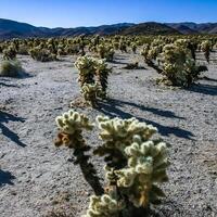 Teddy-bear cholla Cylindropuntia bigelovii - desert landscape, large thickets of prickly pear cactus with tenacious yellowish spines in Joshua Tree NP, California photo