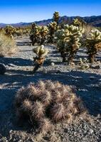 Teddy-bear cholla Cylindropuntia bigelovii - desert landscape, large thickets of prickly pear cactus with tenacious yellowish spines in Joshua Tree NP, California photo