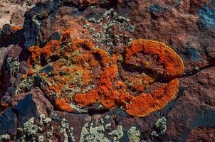 Red and green lichens on red eroded rocks in Canyonlands NP is in Utah near Moab. photo